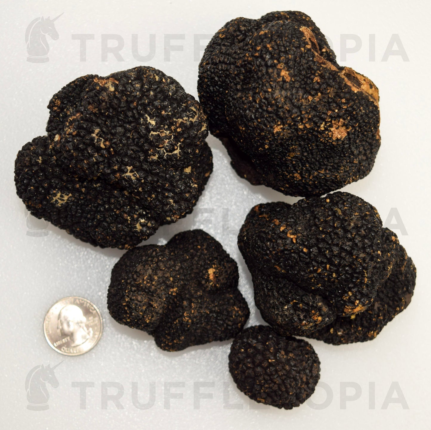 Fresh Summer Black Truffles