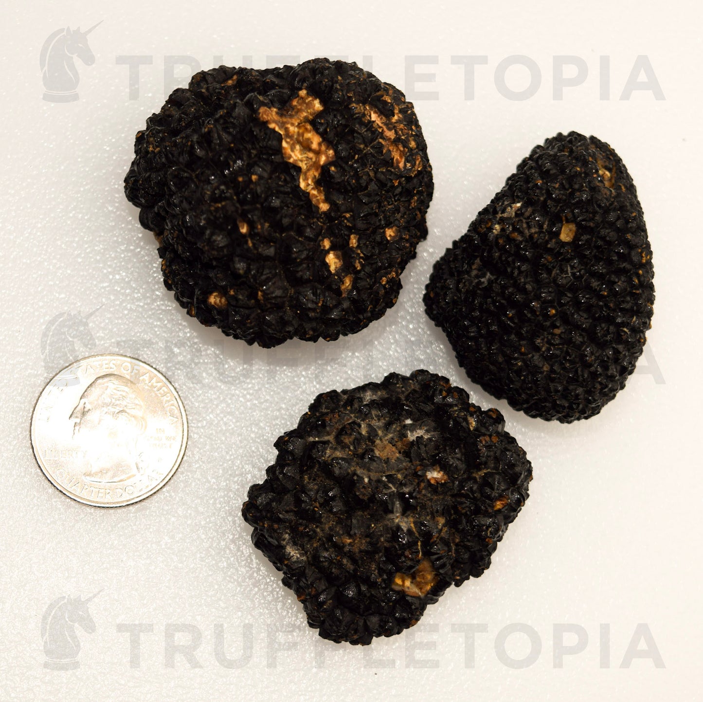 Fresh Summer Black Truffles