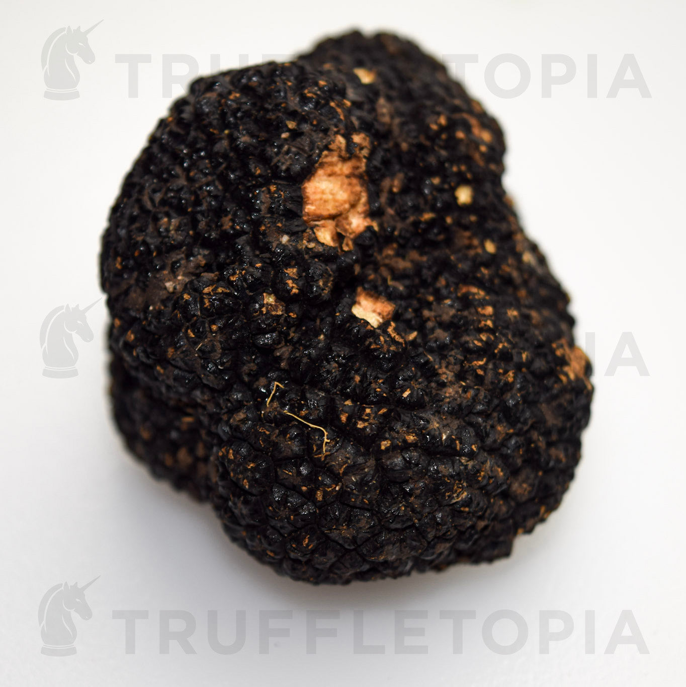 Fresh Summer Black Truffles