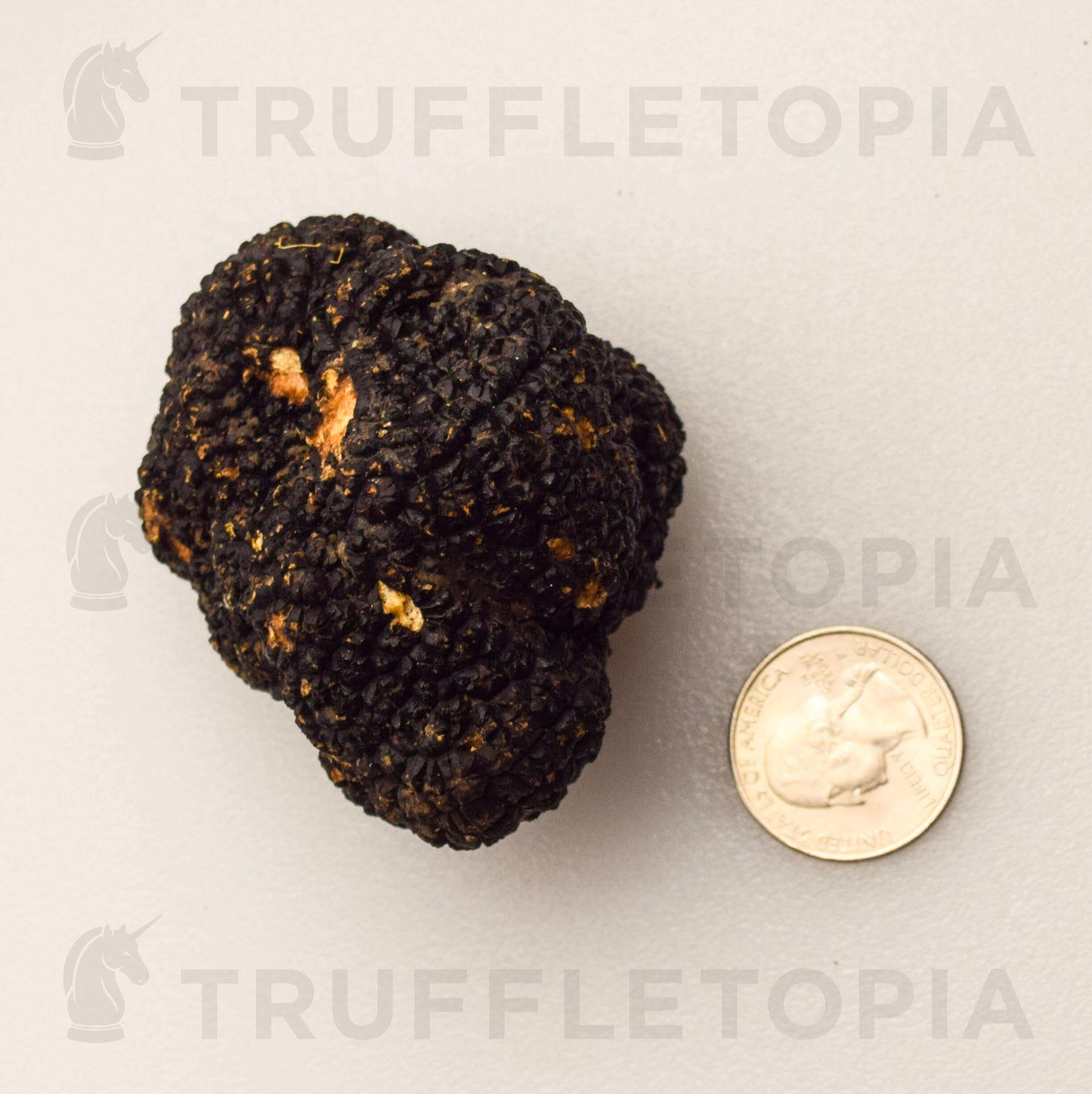 Fresh Summer Black Truffles