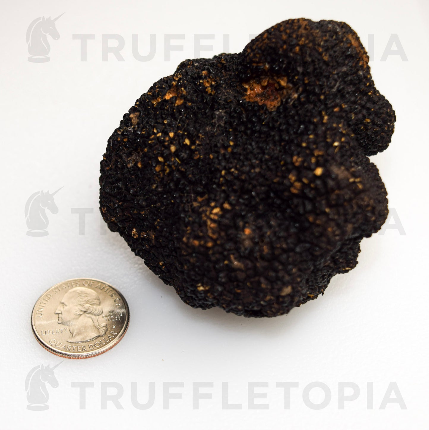 Fresh Summer Black Truffles