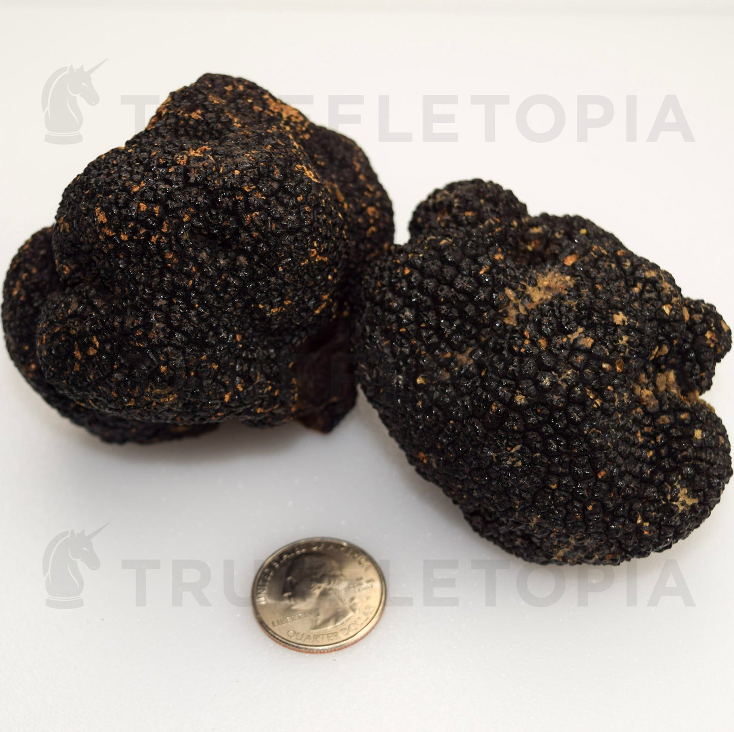 Fresh Summer Black Truffles